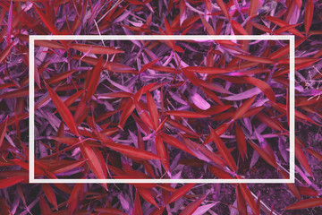 Red grass natural background texture top view at phuket thailand