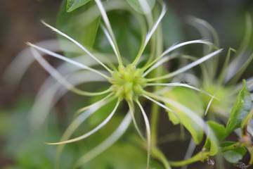 Fynbos South Africa creeper