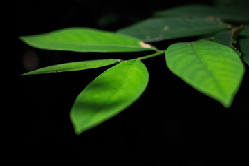 Green foliage in the wild, black background in Phuket, Thailand