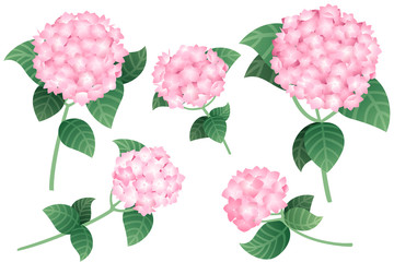 Set of pink hydrangea flowers with green stems and leaves flat vector illustration isolated on white background