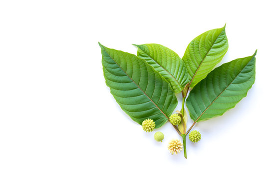 Leaves of Kratom or mitragynine with fruits and flowers on white background isolated