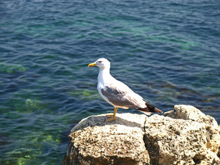 Sevastopol, Crimea - July 19, 2008:  Seagull is sitting on the stone sea shore on the sea...