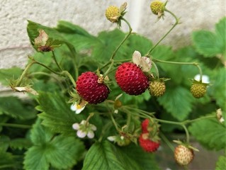 red berries on a wild strawberry