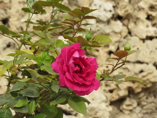 red rose in garden