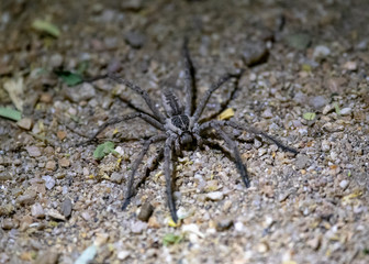 Wolf spider at night