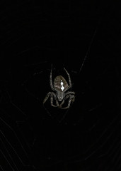 Orb spider at night