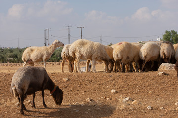 Fototapeta na wymiar brown sheep in Jordan eating dried grass