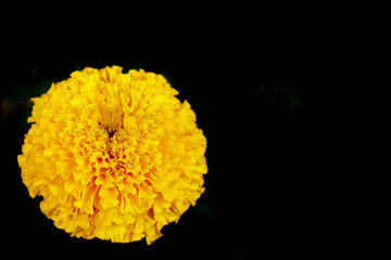 Beautiful yellow marigolds stand out with a bright black background.