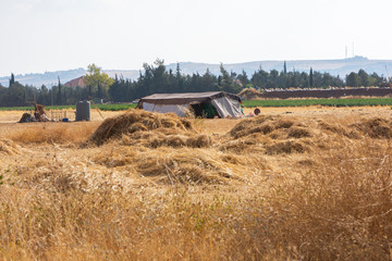 harvesting dried barely by bedouin in Jordan