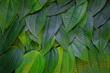 Green leaves,Flat lay are texture Nature background creative tropical layout made at phuket Thailand