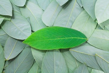 Green leaves are texture background creative layout made at phuket Thailand