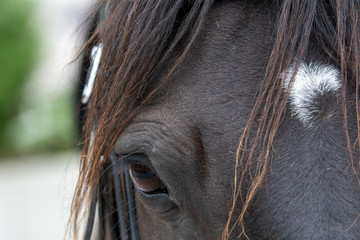 Detailaufnahme Pferd Auge 