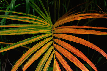 Creative layout made Green palm leaves change color are texture background  at phuket Thailand