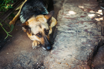 Shepherd dog lies in the valier and looks at the owner guilty look