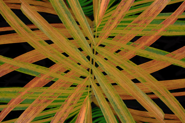 Creative layout made Abstract Green palm leaves change color are texture background