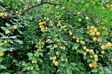 ripe juicy yellow berries close-up