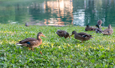 Ducks by Twin Lakes
