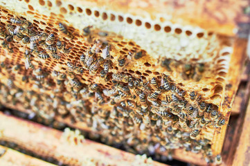 Bienenstöcke eines Imkers bei der Pflege der Bienen mit Waben und Honigbienen