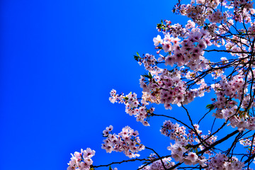 View of cherry blossoms and sky in Yokosuka city.
