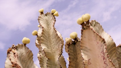 Obraz na płótnie Canvas Kaktus gelb urlaub Himmel Zypern