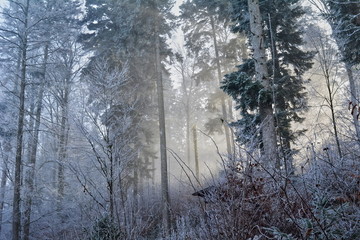 forest in winter