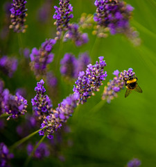 Lavender flowers, on plants bumblebees pollinate flowers.