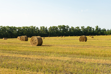 Agricultural field. Round bundles of dry grass in the field against the blue sky.