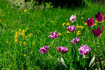 purple tulip on natural blurred background. delicate tulip flower with petals and bright green leaves on dark background.