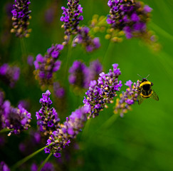 Lavender flowers, on plants bumblebees pollinate flowers.