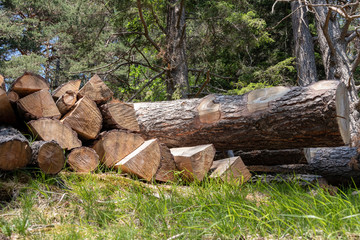 View of felled, layered and split trees