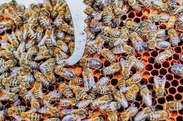 Bienenstöcke eines Imkers bei der Pflege der Bienen mit Waben und Honigbienen