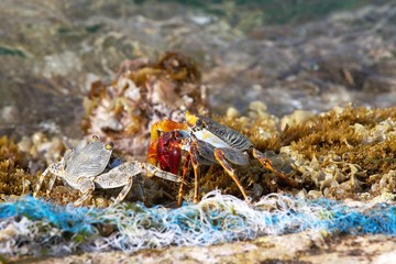 crab on beach