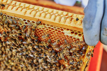 Bienenstöcke eines Imkers bei der Pflege der Bienen mit Waben und Honigbienen