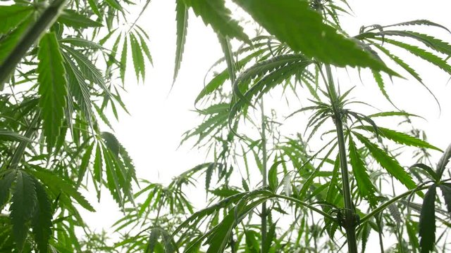 Cannabis plantation in the sun