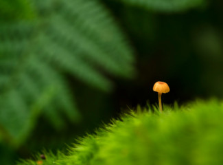 Tiny mushroom on an algae covered rock