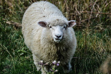 Sheep(New Zealand)