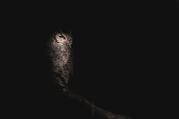 Great-Horned Owl Perched in the Dark - Lurking in the Shadows - Black Background in Wide Landscape Orientation with Copy Space