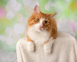 Orange and White Cat Lying Down Looking to Left