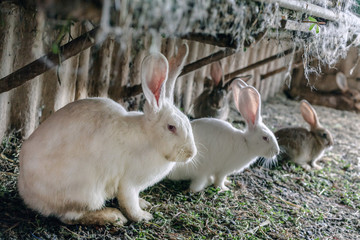 a large white rabbit with red eyes and long ears sits next to small white and gray rabbits