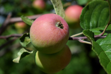 Red apples ripening on the branches of the tree under the sun rays in the garden