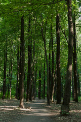 the setting sun illuminates the foliage and the road in the green broad-leaved forest