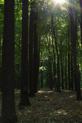 the setting sun illuminates the foliage in a green forest strewn with leaves