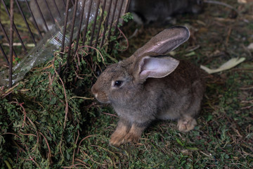 a small gray-brown rabbit sitting on the grass near the feeder