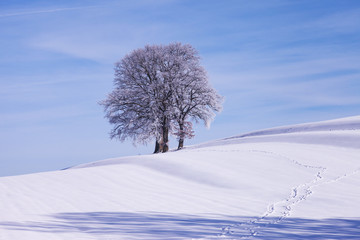 snowy tree in winter