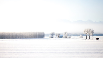 fence in snow