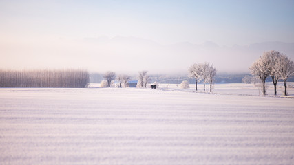 winter rural landscape