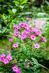 Fototapeta premium Purple garden Phlox closeup on green foliage background