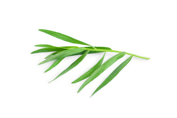 Fototapeta premium tarragon or estragon isolated on a white background. Artemisia dracunculus. Top view. Flat lay