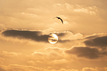 bird in the sky at sunset