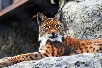 Portrait of a lynx lynx adult animal looking at camera
